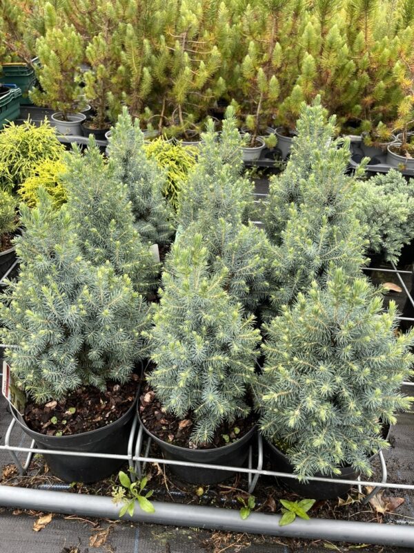 Alberta spruce ‘Sander’s Blue’ (5L) Picea glauca var. albertiana