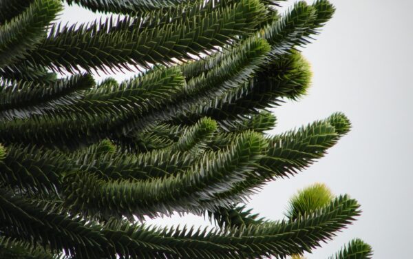 Monkey Puzzle Tree 10/20cm (P9) - Image 9