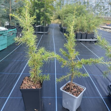 Atlas Cedar 20/40cm (P9T)