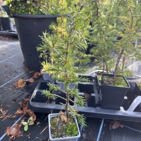 Atlas Cedar 20/40cm (P9)