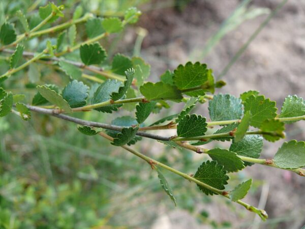 Dwarf Birch Tree 10/20cm (Cell) - Image 3