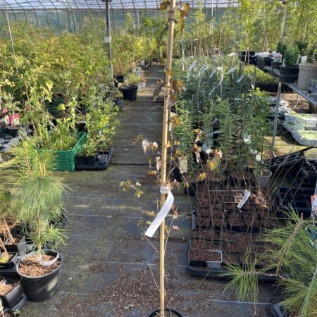 Betula pendula - Purple Leaf Birch 80100cm (3L)