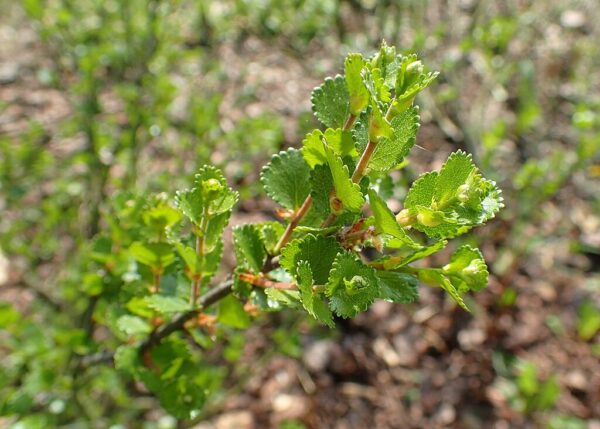 Dwarf Birch Tree 10/20cm (Cell) - Image 2
