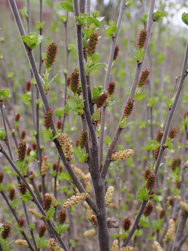 Dwarf Birch Tree 10/20cm (Cell) - Image 4