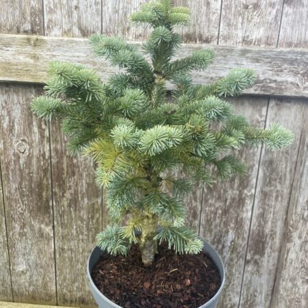 Blue Arolla/Swiss Stone Pine Pinus cembra glauca