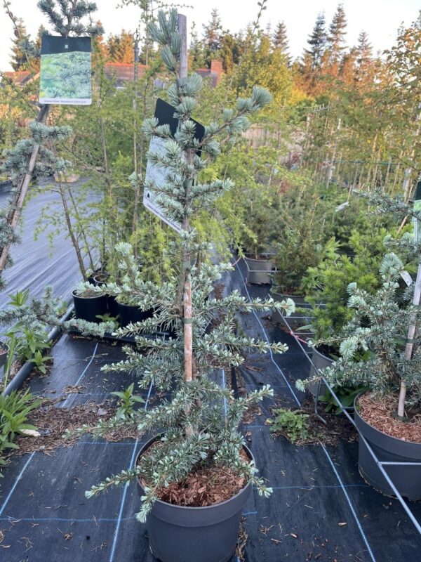Blue Atlas Cedar 'Horstmann Silberspitz' Tree - Cedrus atlantica