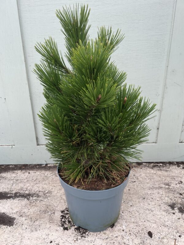 Bosnian pine 'Compact Gem' 30/40cm (5L) - Image 2
