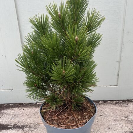 Bosnian pine ‘Compact Gem’
