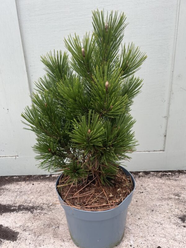 Bosnian pine 'Compact Gem' 30/40cm (5L)