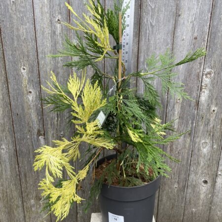 Calocedrus decurrens ‘Aureovariegata’ – Incense Cedar TreeÂ