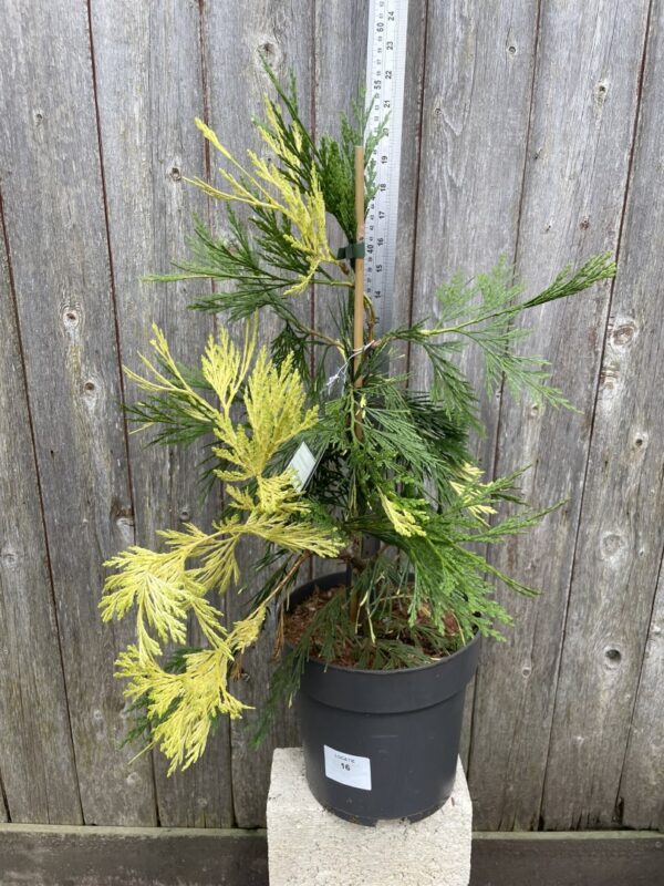 Incense Cedar 'Aureovariegata' 40/60cm (5L)