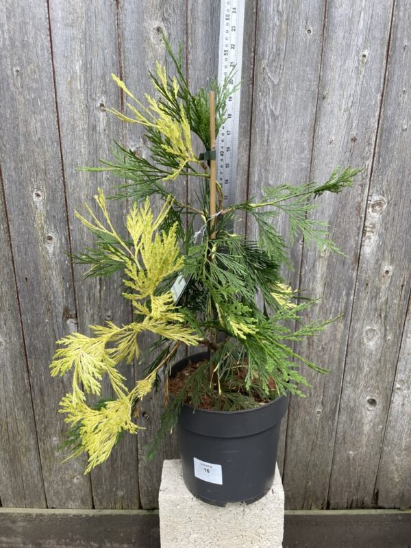 Incense Cedar 'Aureovariegata' 40/60cm (5L) - Image 3