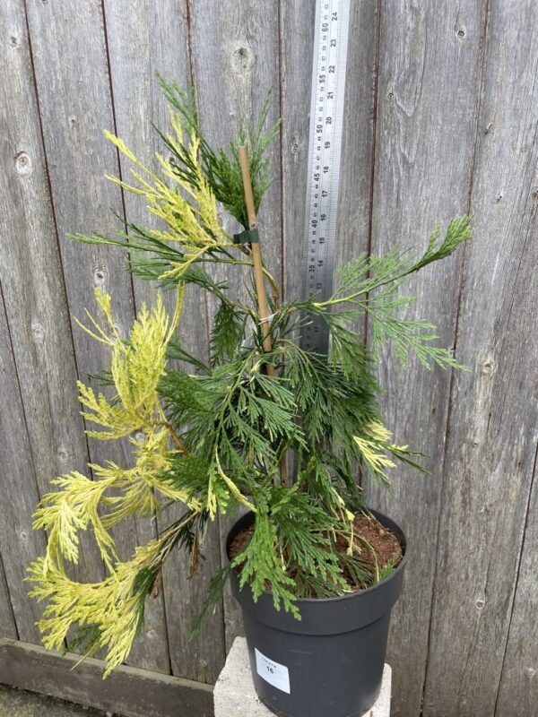 Incense Cedar 'Aureovariegata' 60/80cm (10L) - Image 4