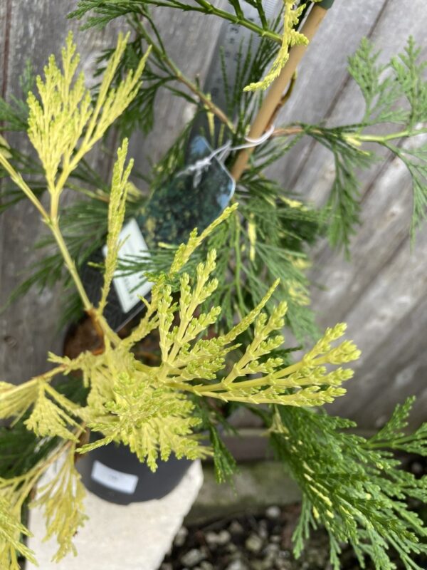 Incense Cedar 'Aureovariegata' 60/80cm (10L) - Image 5