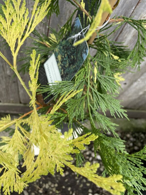 Incense Cedar 'Aureovariegata' 40/60cm (5L) - Image 2