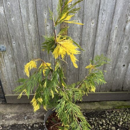 Calocedrus decurrens Incense Cedar 'Aureovariegata' 60/80cm (10L)