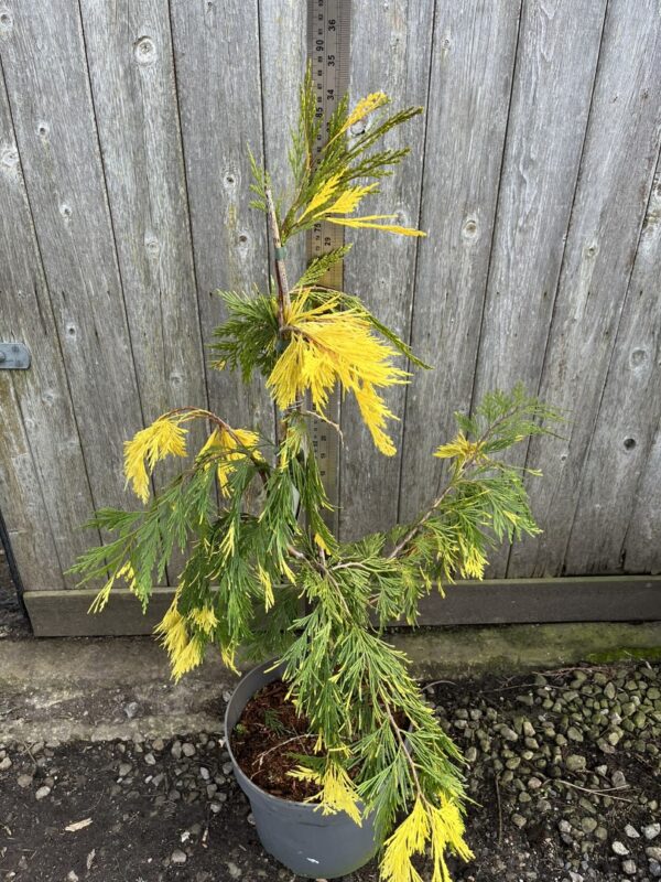 Calocedrus decurrens Incense Cedar 'Aureovariegata' 60/80cm (10L)