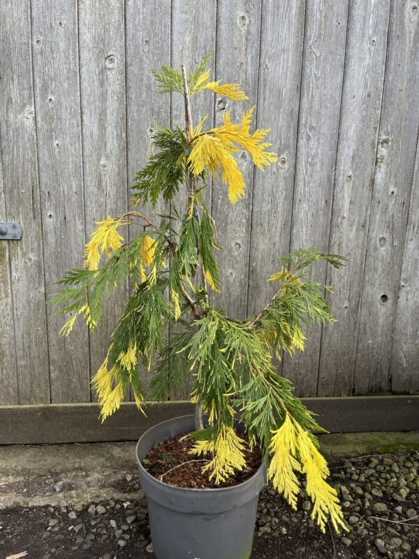 Calocedrus decurrens Incense Cedar 'Aureovariegata' 60/80cm (10L)