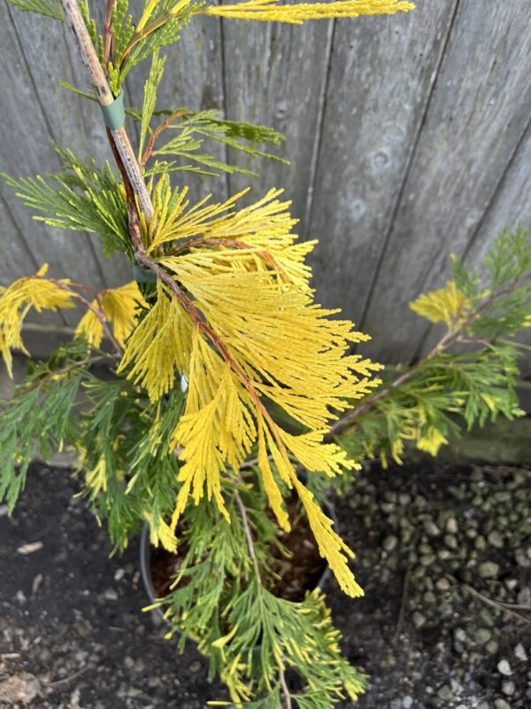 Calocedrus decurrens Incense Cedar 'Aureovariegata' 60/80cm (10L)