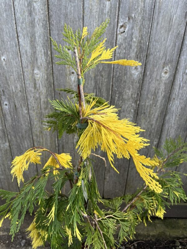 Calocedrus decurrens Incense Cedar 'Aureovariegata' 60/80cm (10L)