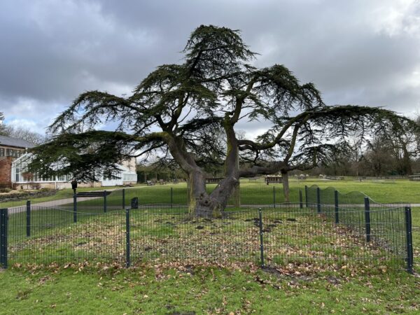 Cedar Of Lebanon - Cedrus libani - Worden Park Leyland