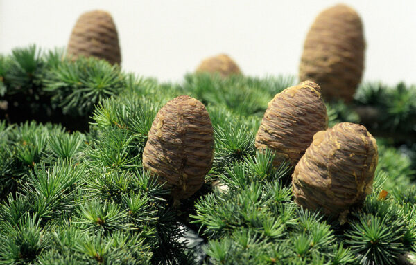Cedar of Lebanon Tree 40/60cm (P9T) - Image 7