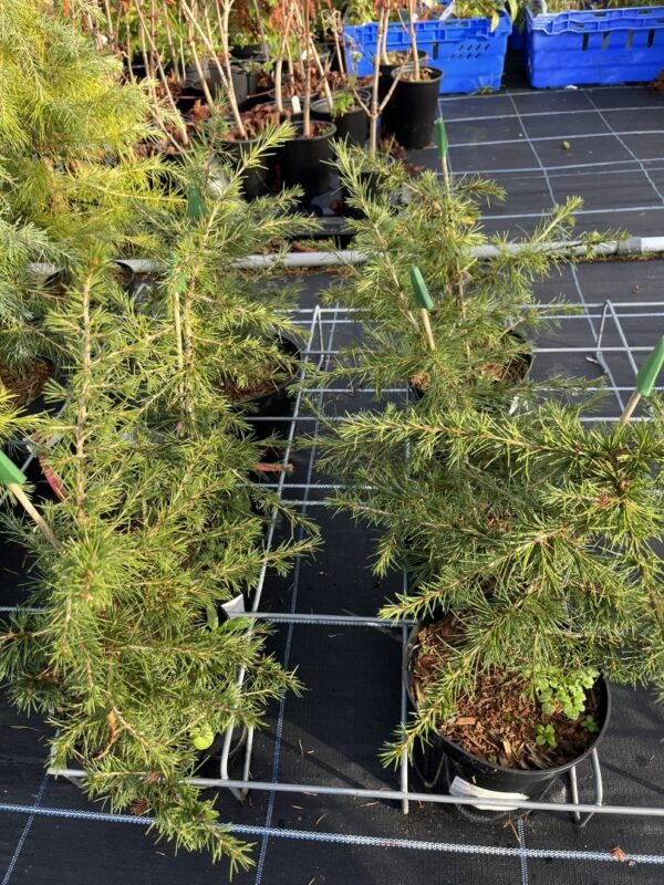 Cedar of Lebanon Tree 40/60cm (2L) - Image 2