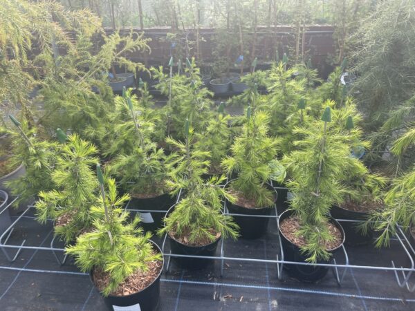 Cedar of Lebanon Tree 40/60cm (3L) - Image 3