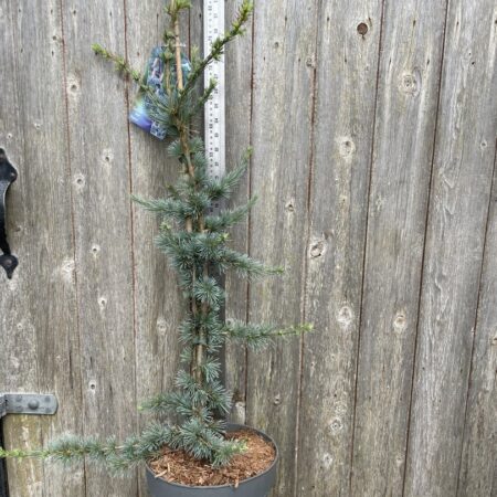 Cedar of Lebanon Tree ‘Glauca’