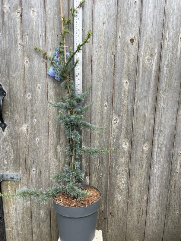 Cedar of Lebanon Tree 'Glauca' - 60/80cm (7.5L)