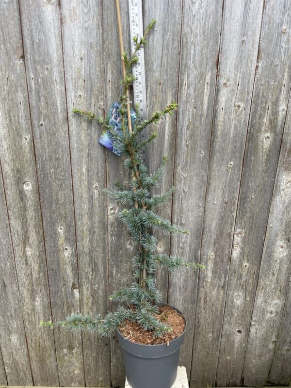 Cedar of Lebanon Tree 'Glauca' - 60/80cm (7.5L) - Image 2