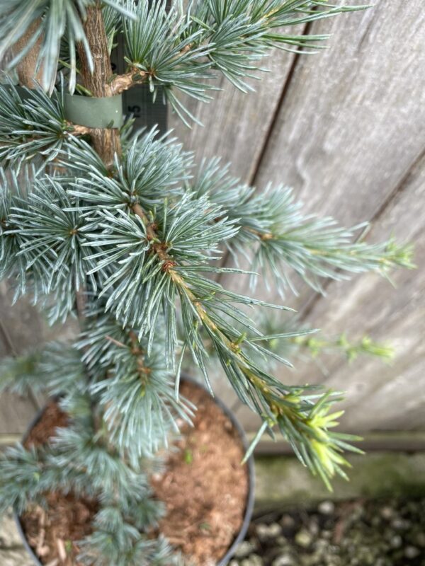 Cedar of Lebanon Tree 'Glauca' - 60/80cm (7.5L) - Image 3