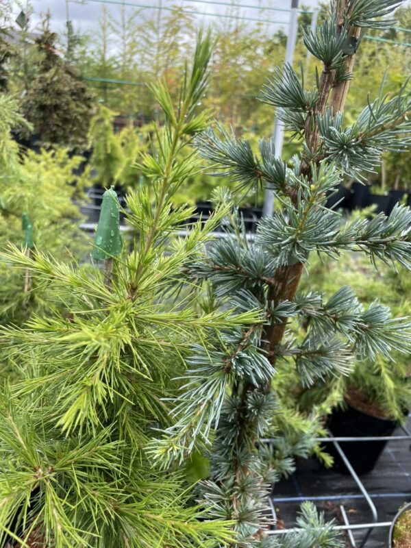 Cedar of Lebanon Tree 'Glauca' - 60/80cm (7.5L) - Image 4