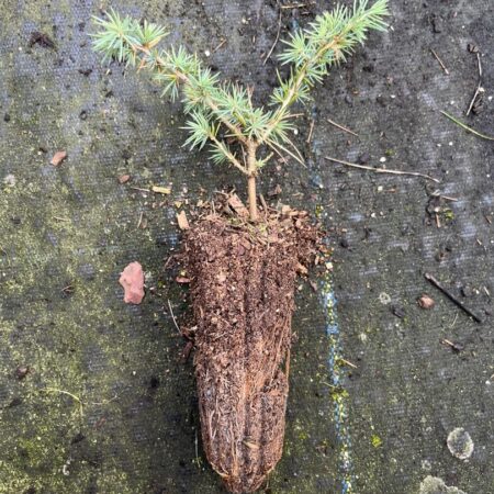 Atlas Cedar 10/20cm (Cell)