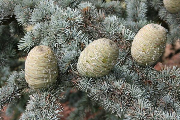 Atlas Cedar Glauca 10/20cm (P9) - Image 4