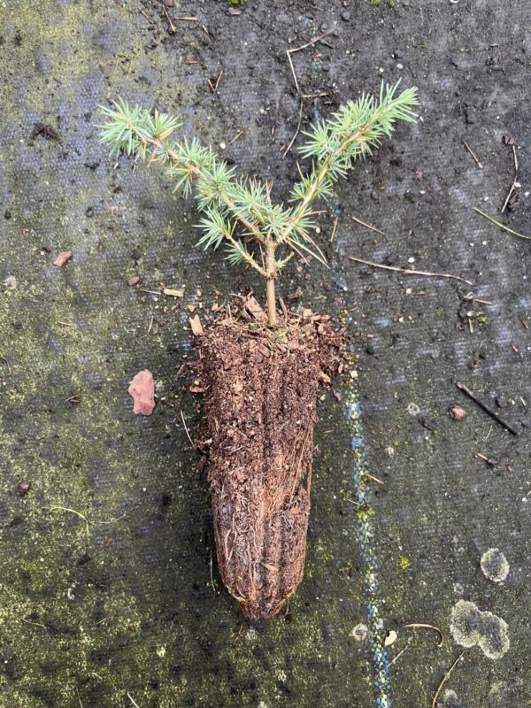 Atlas Cedar 10/20cm (Cell)