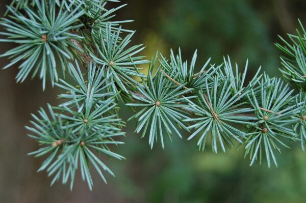 Atlas Cedar Glauca 10/20cm (P9) - Image 5