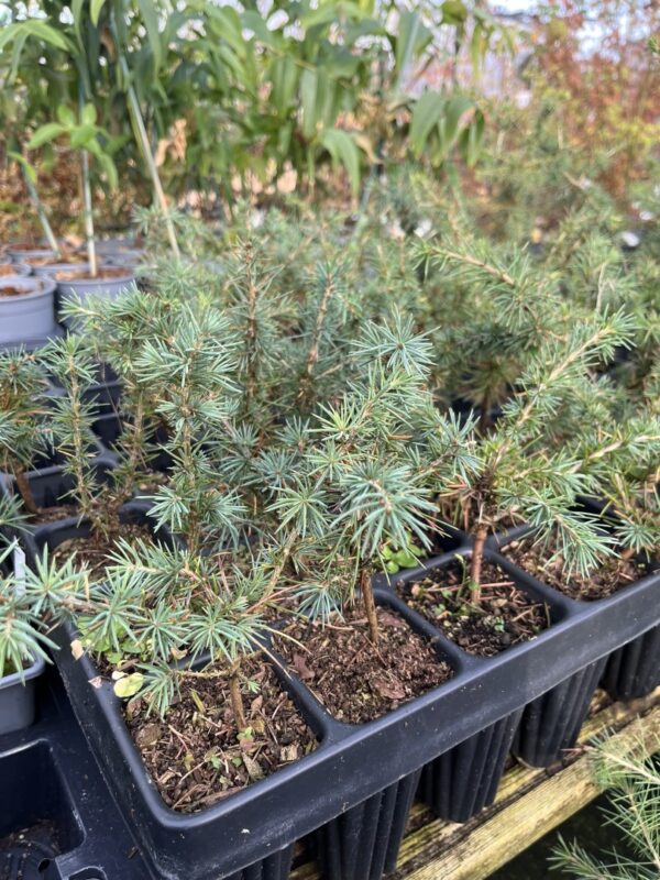 Atlas Cedar 10/20cm (Cell) - Image 2