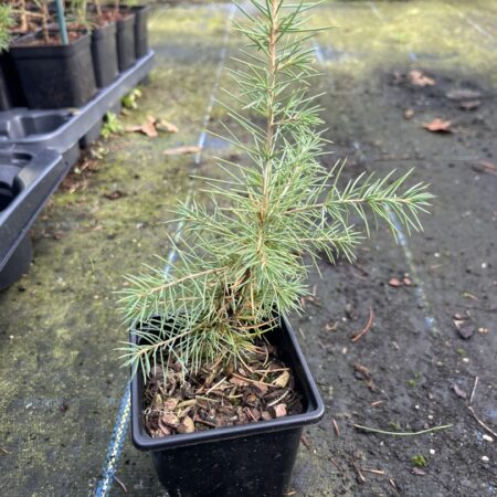 Atlas Cedar Bonsai (P9)