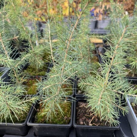 Atlas Cedar 10/20cm (P9)