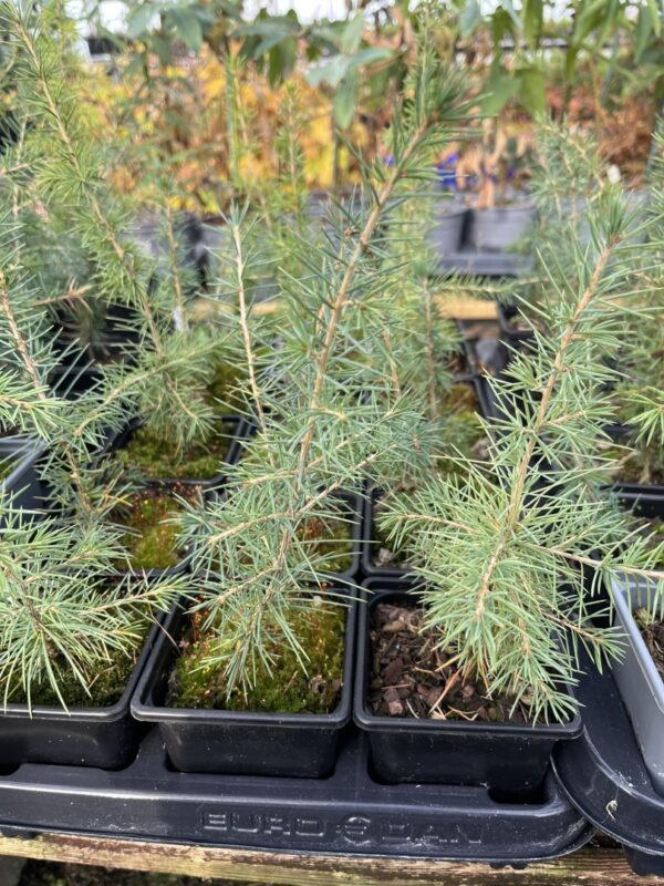 Atlas Cedar Glauca 10/20cm (P9) - Image 2