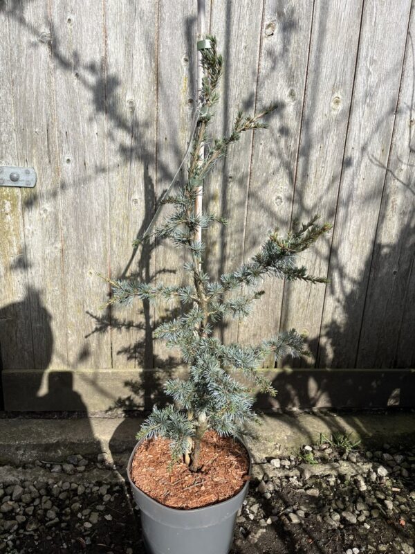 Cedrus atlantica - Atlas Cedar 'Horstmann Silberspitz' 60/800cm (5L)