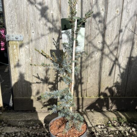 Cedrus atlantica - Atlas Cedar 'Horstmann Silberspitz' 60/800cm (5L)