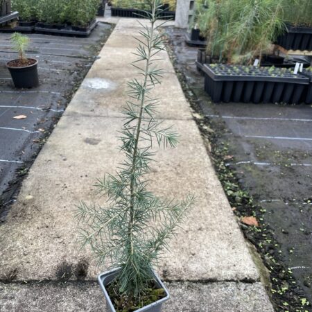 Atlas Cedar Glauca