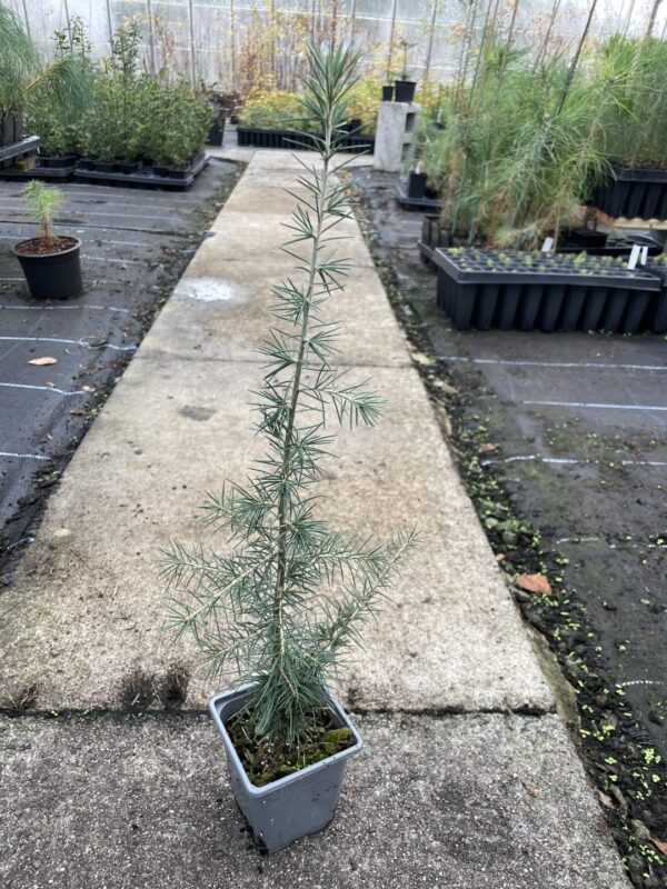 Atlas Cedar Glauca 10/20cm (P9)