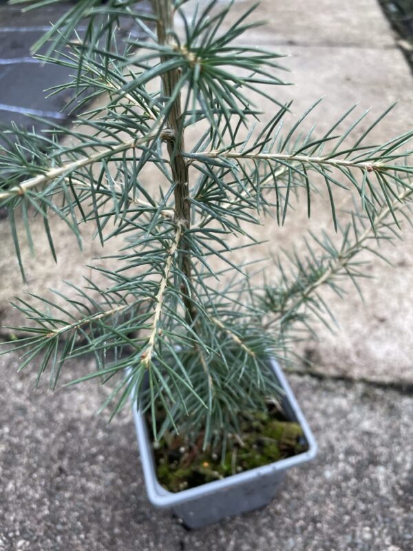Atlas Cedar Glauca 10/20cm (P9) - Image 3