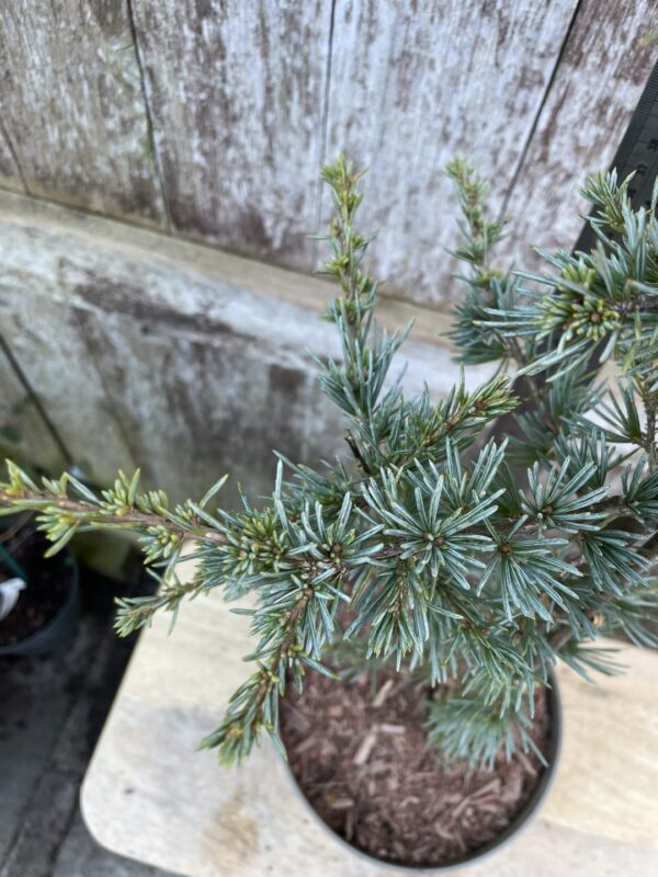 Atlas Cedar 'Horstmann Silberspitz' 40/60cm (2L) - Image 2
