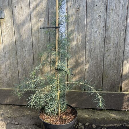 Deodar Cedar Blueish 60/80cm (3L)
