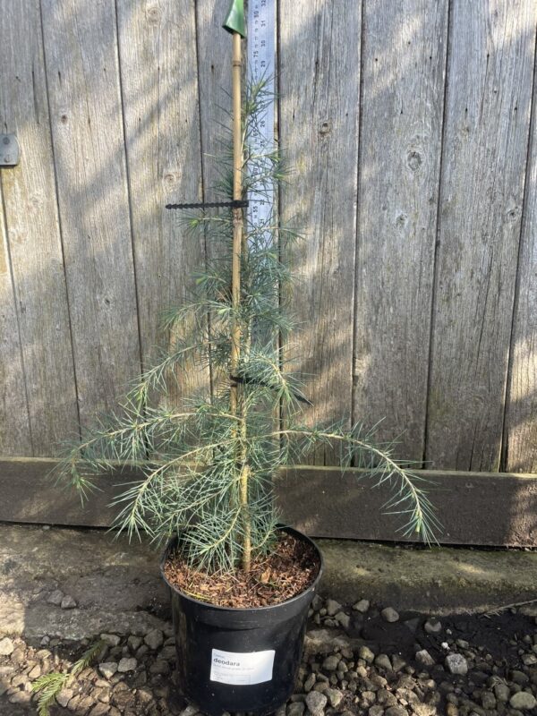 Deodar Cedar Blueish 60/80cm (3L)