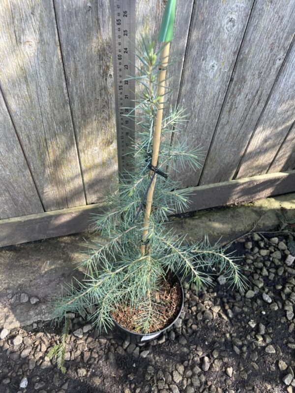 Deodar Cedar Blueish 60/80cm (3L) - Image 3
